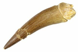Bargain, Fossil Plesiosaur (Zarafasaura) Tooth - Morocco #297890