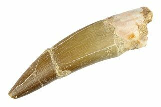 Bargain, Fossil Plesiosaur (Zarafasaura) Tooth - Morocco #297893