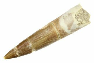 Bargain, Fossil Plesiosaur (Zarafasaura) Tooth - Morocco #297895