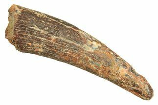 Large, Fossil Pterosaur (Siroccopteryx) Tooth - Morocco #297028