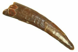 Fossil Pterosaur (Siroccopteryx) Tooth - Morocco #297048