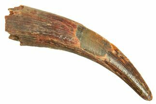 Fossil Pterosaur (Siroccopteryx) Tooth - Morocco #297060