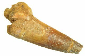 Bargain, Fossil Spinosaurus Tooth - Real Dinosaur Tooth #296836