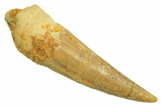 Juvenile Fossil Spinosaurus Tooth - Real Dinosaur Tooth #296842