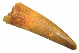 Juvenile Fossil Spinosaurus Tooth - Real Dinosaur Tooth #296861