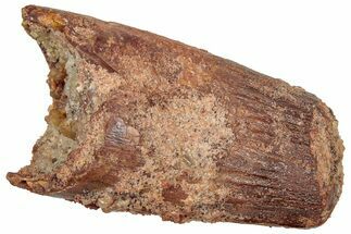 Real Fossil Spinosaurus Tooth - Feeding Worn Tip #298251