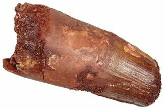 Real Fossil Spinosaurus Tooth - Robust Tooth #298253