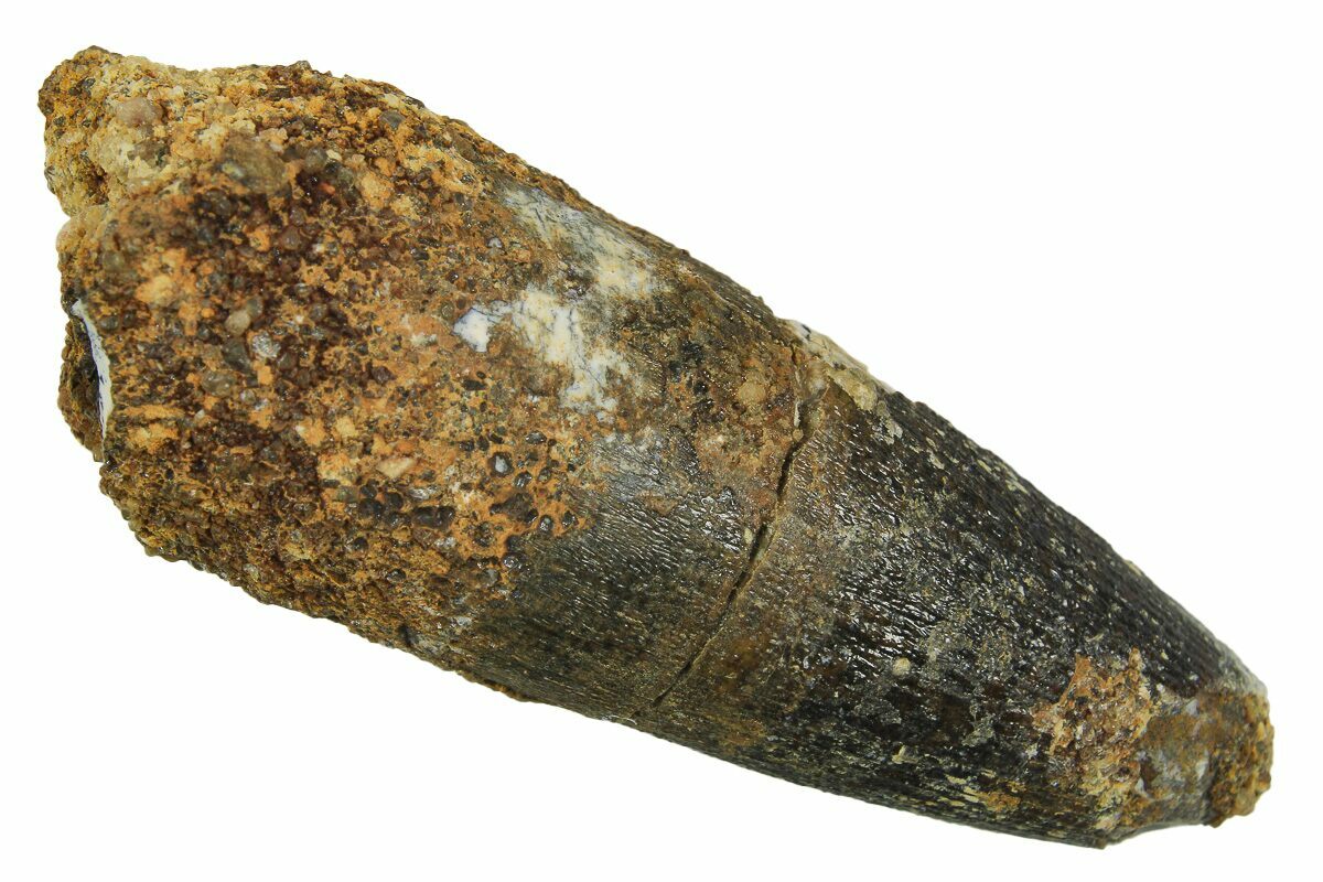 Fossil Spinosaurus Tooth Real Dinosaur Tooth For Sale