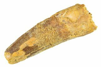 Fossil Spinosaurus Tooth - Real Dinosaur Tooth #298115