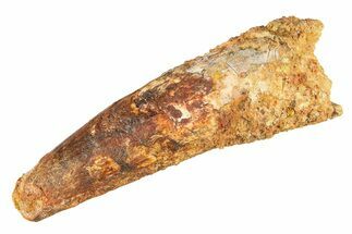 Fossil Spinosaurus Tooth - Real Dinosaur Tooth #298168