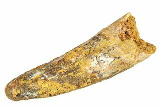 Bargain, Fossil Spinosaurus Tooth - Real Dinosaur Tooth #298169