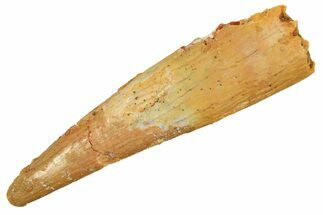 Large, Fossil Pterosaur (Siroccopteryx) Tooth - Morocco #298006