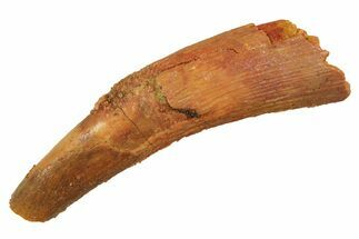 Fossil Pterosaur (Siroccopteryx) Tooth - Morocco #298016