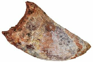 Serrated, Baby Carcharodontosaurus Tooth - Morocco #298242