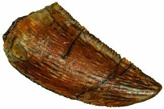 Serrated Raptor Tooth - Real Dinosaur Tooth #298265