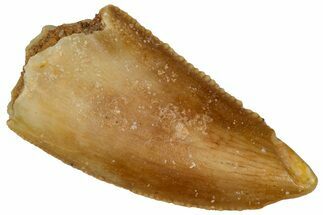 Serrated Raptor Tooth - Real Dinosaur Tooth #298109