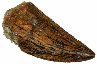 Serrated Raptor Tooth - Real Dinosaur Tooth #298130