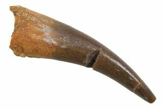 Fossil Plesiosaur (Zarafasaura) Tooth - Morocco #298307