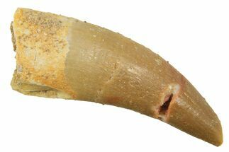 Fossil Plesiosaur (Zarafasaura) Tooth - Morocco #298308