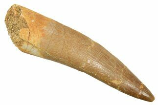 Fossil Plesiosaur (Zarafasaura) Tooth - Morocco #298309