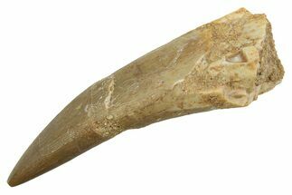 Fossil Plesiosaur (Zarafasaura) Tooth - Morocco #298317