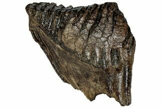 Woolly Mammoth Lower M Molar - North Sea Deposits #298458