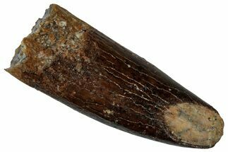 Fossil Sauropod Dinosaur (Titanosaur) Tooth - Morocco #298487
