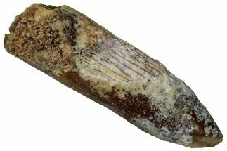 Fossil Sauropod Dinosaur (Titanosaur) Tooth - Morocco #298513