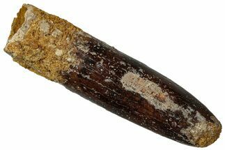 Fossil Sauropod Dinosaur (Titanosaur) Tooth - Morocco #298519