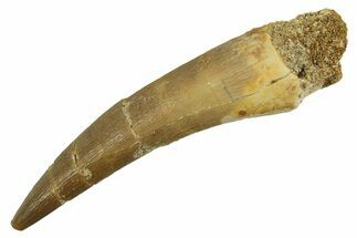 Fossil Plesiosaur (Zarafasaura) Tooth - Morocco #297987