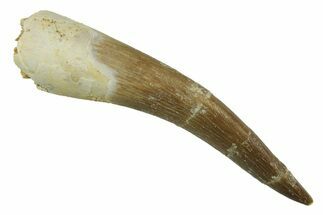 Fossil Plesiosaur (Zarafasaura) Tooth - Morocco #297993