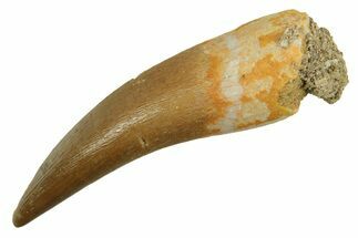 Fossil Plesiosaur (Zarafasaura) Tooth - Morocco #297994