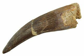 Fossil Plesiosaur (Zarafasaura) Tooth - Morocco #297996