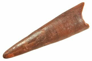 Fossil Pterosaur (Siroccopteryx) Tooth - Morocco #298524