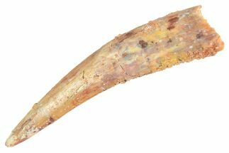 Curved Fossil Pterosaur (Siroccopteryx) Tooth - Morocco #298537