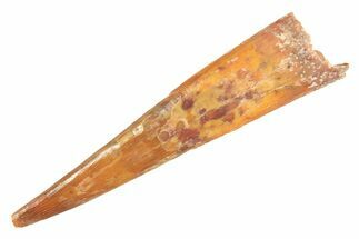 Fossil Pterosaur (Siroccopteryx) Tooth - Morocco #298542