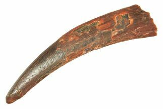 Fossil Pterosaur (Siroccopteryx) Tooth - Morocco #298543
