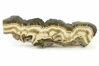 Buy Marcasite