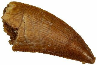 Serrated, Raptor Tooth - Real Dinosaur Tooth #296744