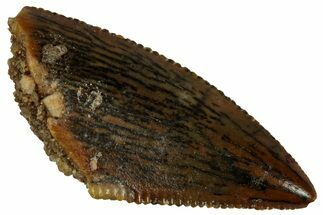 Serrated Raptor Premaxillary Tooth - Real Dinosaur Tooth #296766