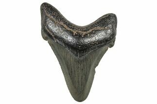 Serrated Chubutensis Tooth - Megalodon Ancestor #298713