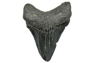 Serrated Chubutensis Tooth - Megalodon Ancestor #298724