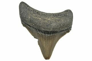 Serrated Chubutensis Tooth - Megalodon Ancestor #298726