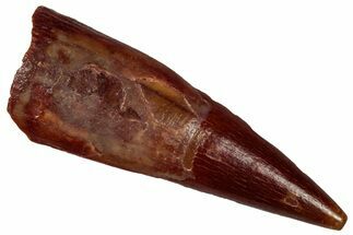 Fossil Pterosaur (Siroccopteryx) Tooth - Morocco #298741