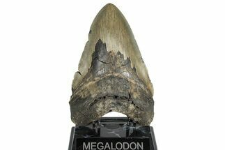 Giant, Fossil Megalodon Tooth - North Carolina #298784