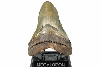 Huge, Serrated Fossil Megalodon Tooth - North Carolina #298787