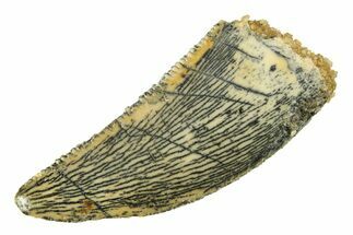 Serrated Raptor Tooth - Real Dinosaur Tooth #297531