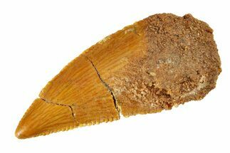 Bargain Raptor Tooth - Real Dinosaur Tooth #297537