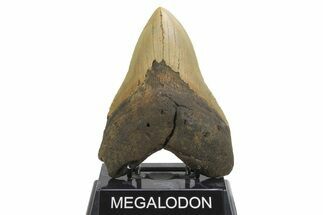 Serrated, Fossil Megalodon Tooth - Huge NC Meg #298811