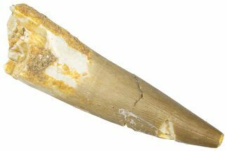 Fossil Plesiosaur (Zarafasaura) Tooth - Morocco #298287